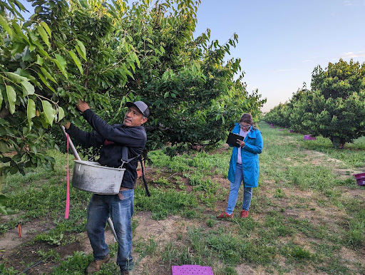 Plant-based irrigation management