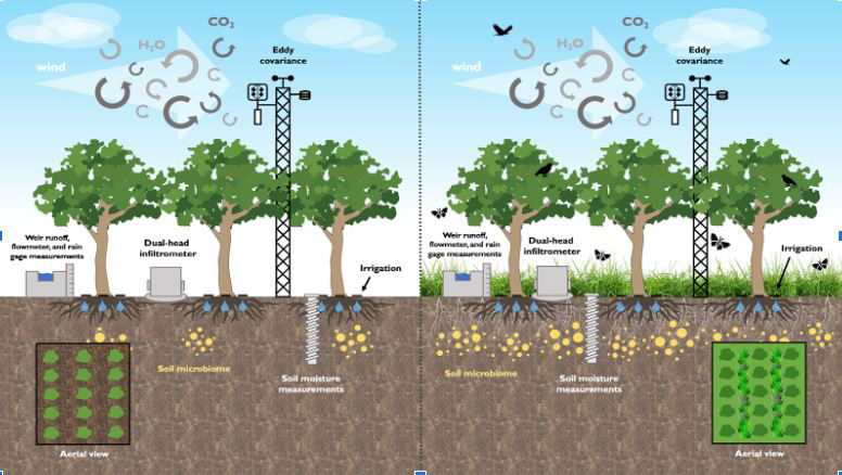 Almond Orchards Water Use, Remote Sensing and ACASA