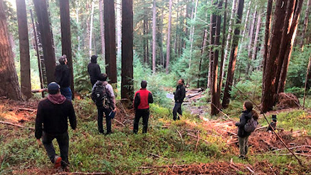 Redwood Forest Health